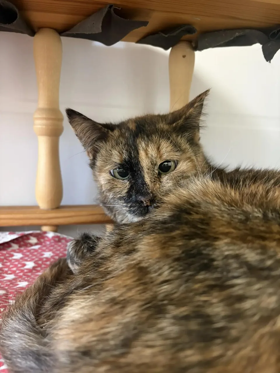 Кошка Рапунцель, кошка, Приют Малинки (Кожухово), Москва. Фото 2 из 2.