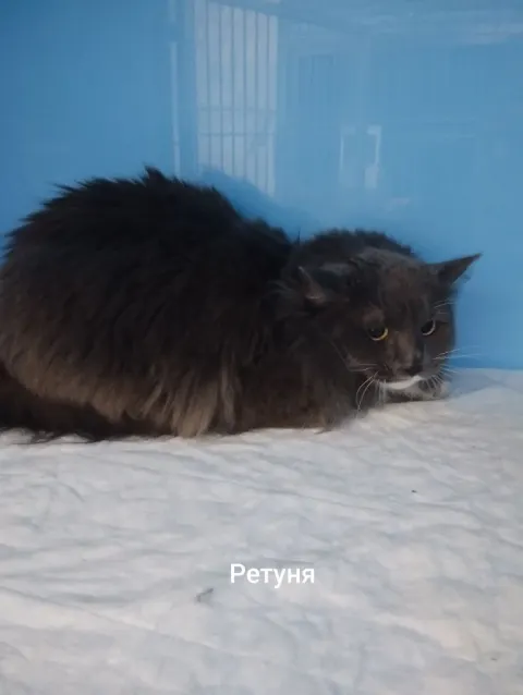 Ретуня — кошка, Москва