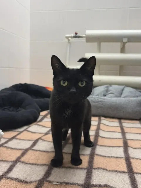 Рулетка — кошка, Москва