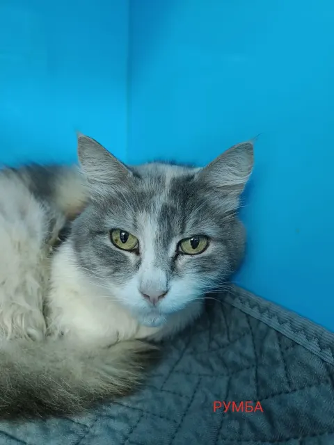 Румба — кошка, Москва