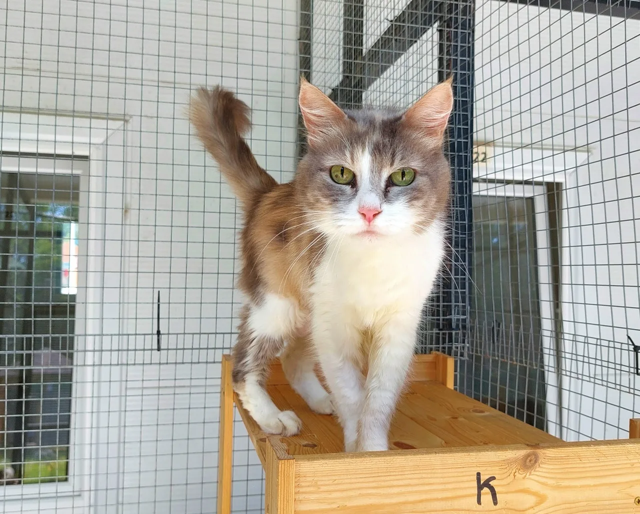 Кошка Румба, кошка, Приют Малинки (Кожухово), Москва. Фото 1 из 4.