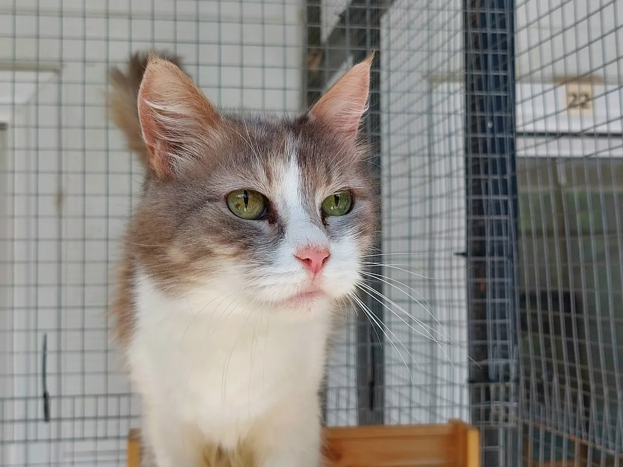 Кошка Румба, кошка, Приют Малинки (Кожухово), Москва. Фото 3 из 4.