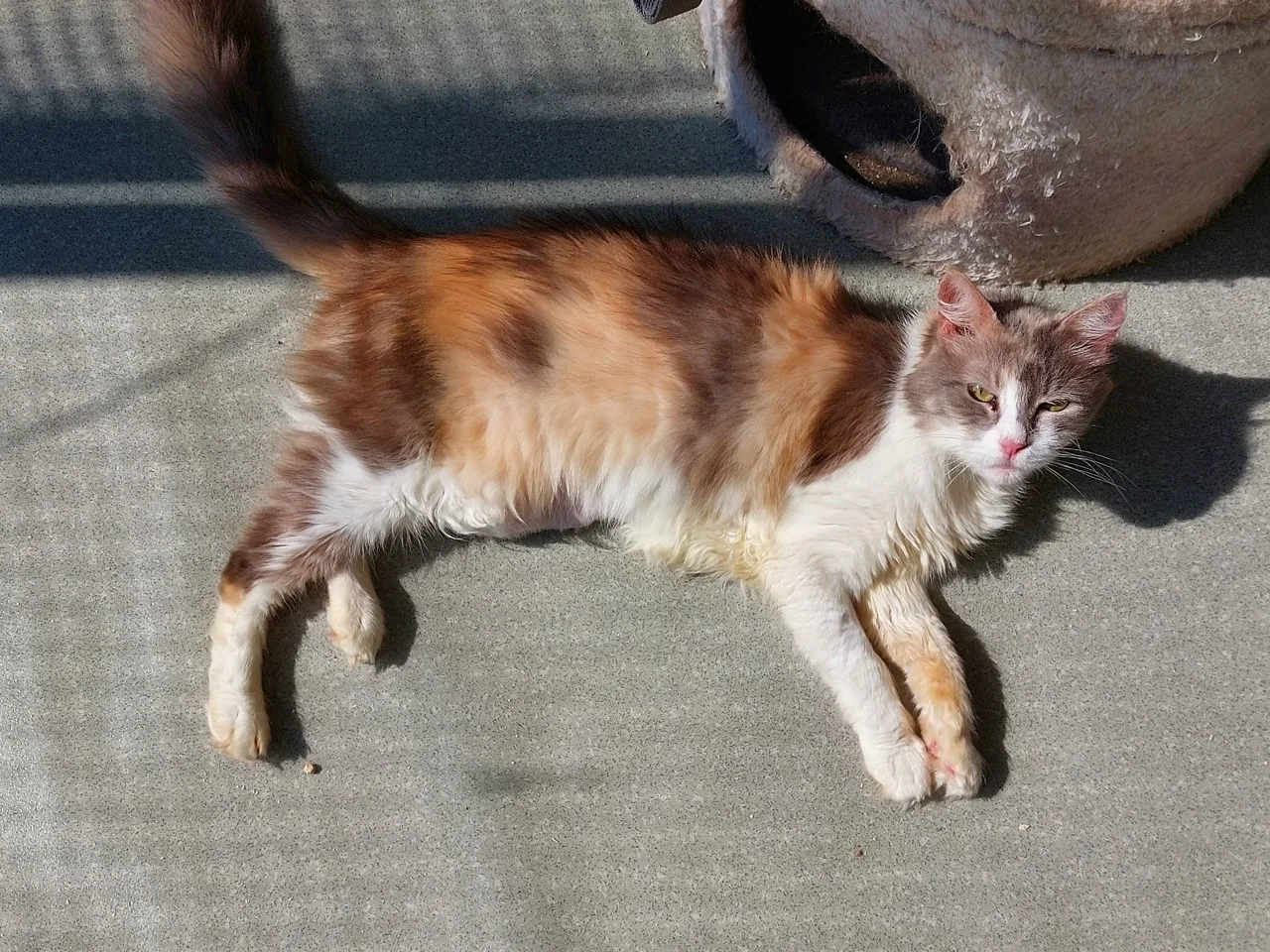 Кошка Румба, кошка, Приют Малинки (Кожухово), Москва. Фото 4 из 4.