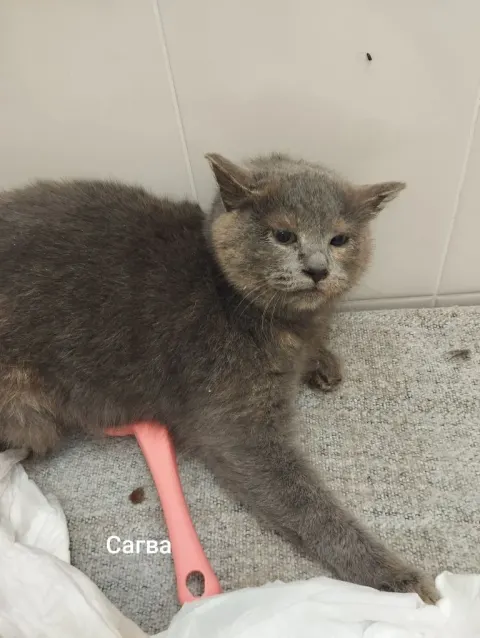 Сагва — кошка, Москва
