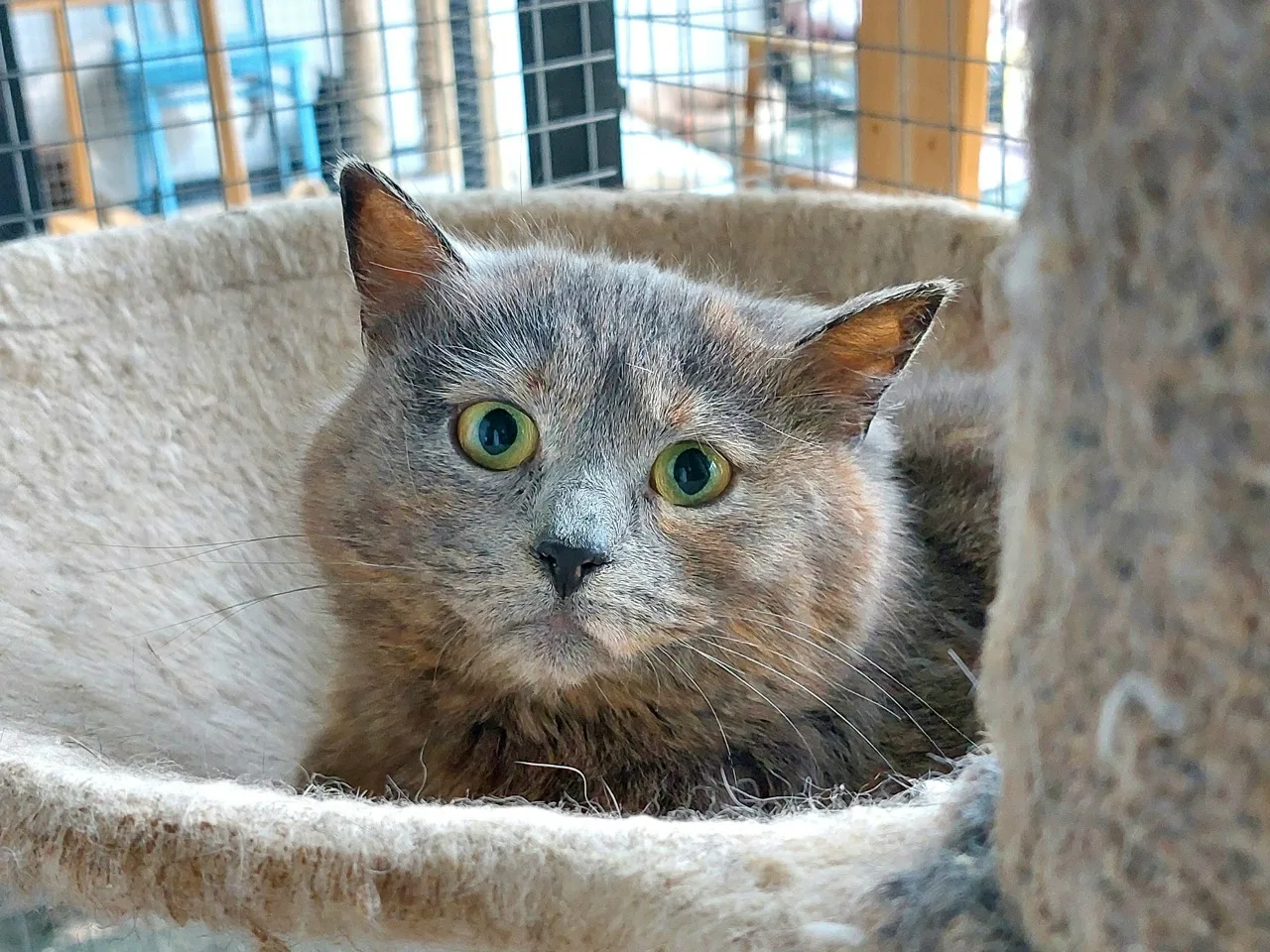 Кошка Сагва, кошка, Приют Малинки (Кожухово), Москва. Фото 1 из 1.
