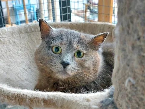 Сагва — кошка Около 7 лет, Москва