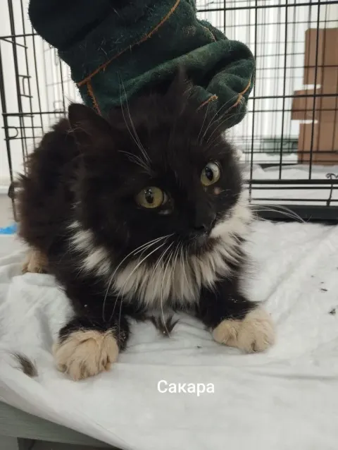 Сакара — кошка, Москва