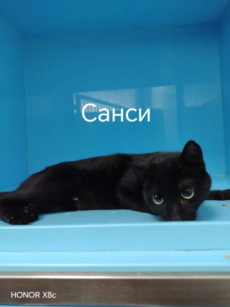 Кошка Санси, кошка, Приют Малинки (Кожухово), Москва. Фото 1 из 1.