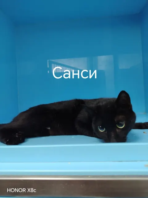 Санси — кошка, Москва