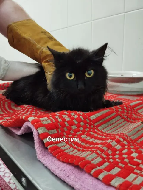 Селестия — кошка, Москва