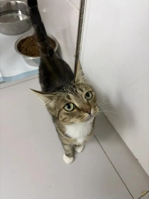 Симфония — кошка 2 года, Москва
