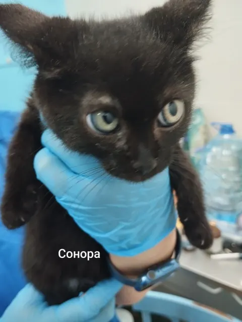 Сонора — кошка, Москва