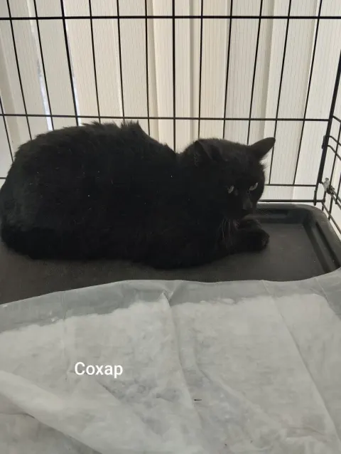Сохар — кошка, Москва