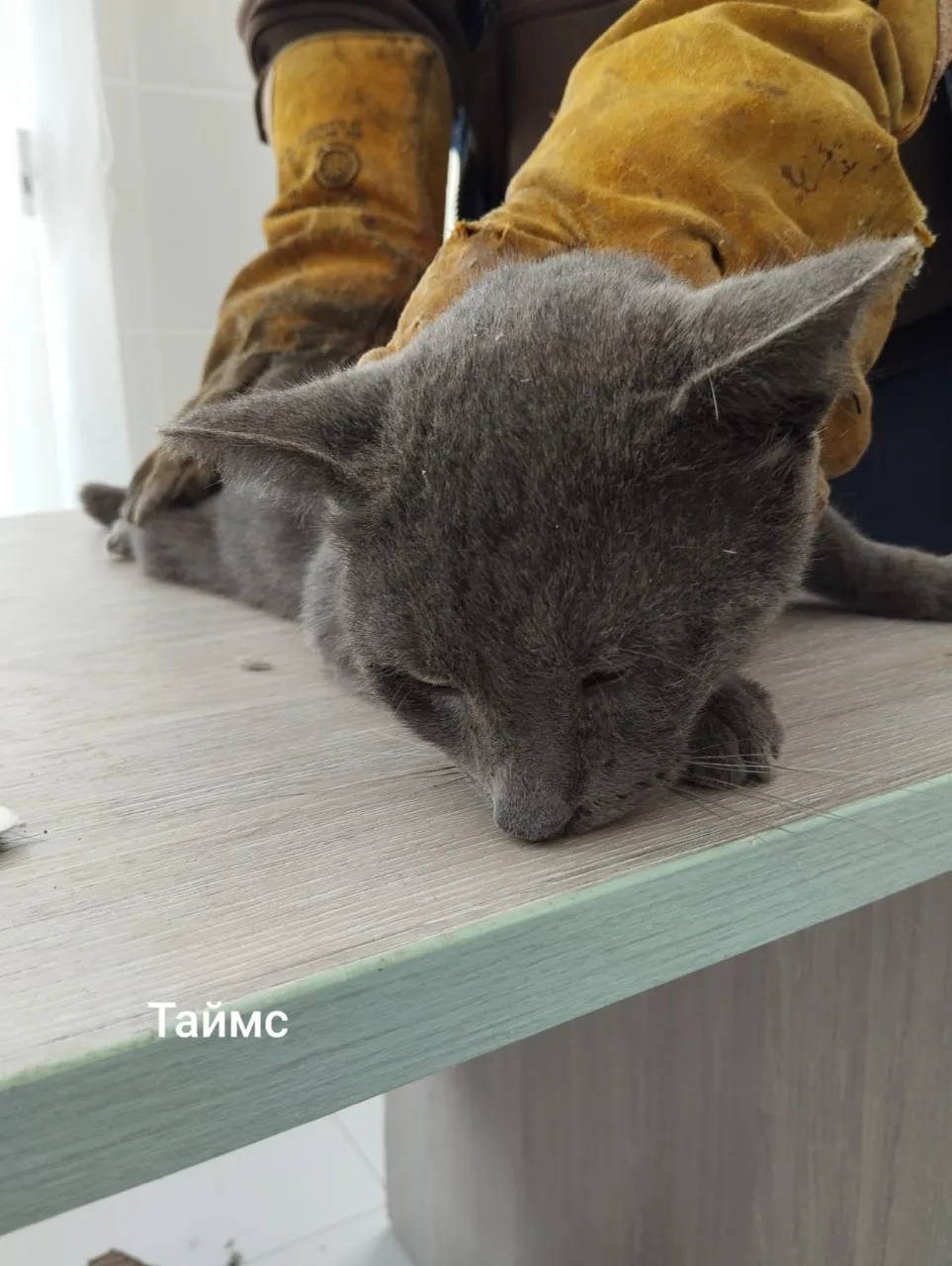 Кошка Таймс, кот, Приют Малинки (Кожухово), Москва. Фото 1 из 1.