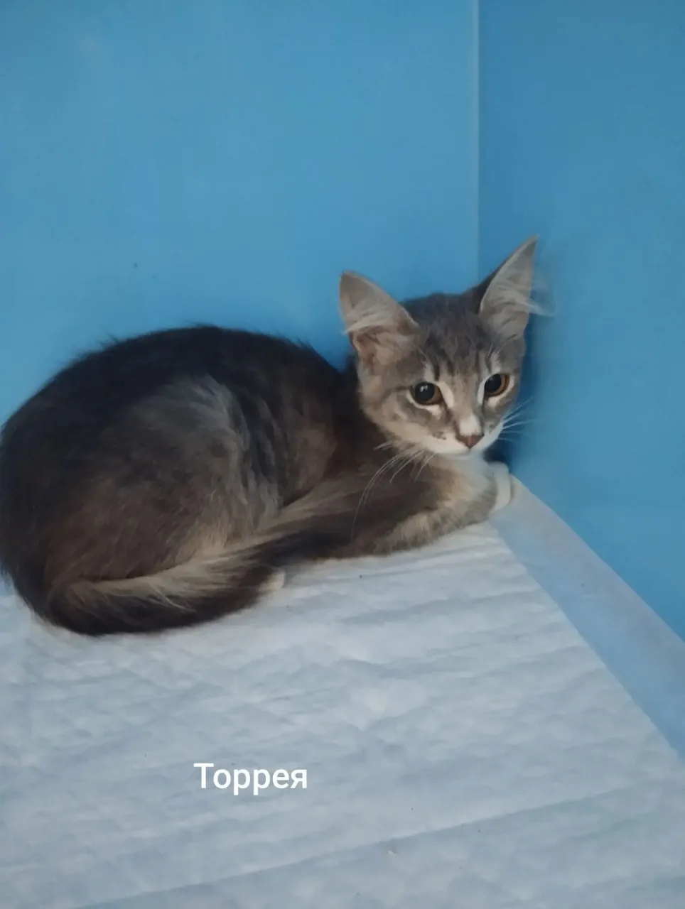 Кошка Торрея, кошка, Приют Малинки (Кожухово), Москва. Фото 1 из 1.