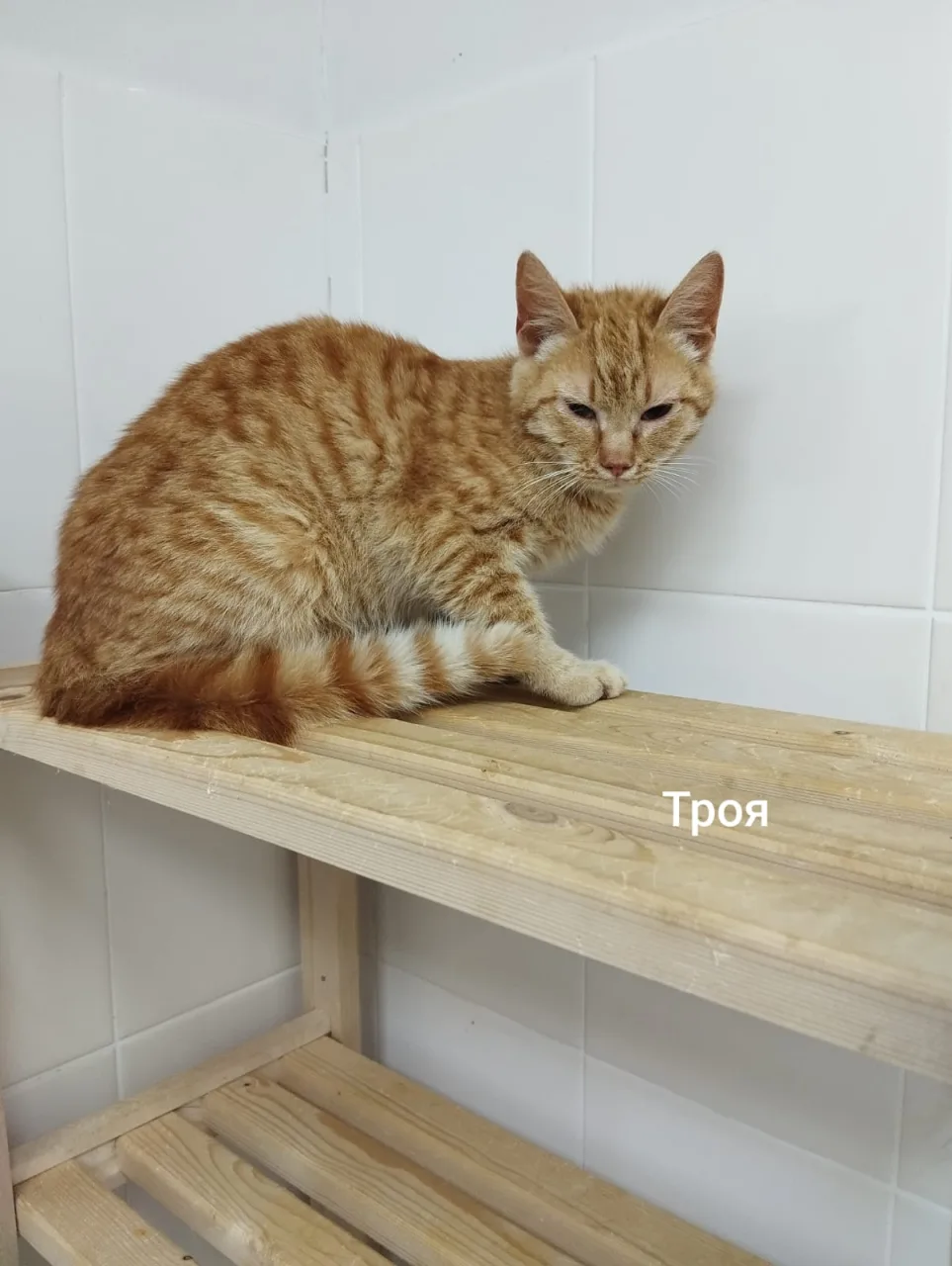 Кошка Троя, кошка, Приют Малинки (Кожухово), Москва. Фото 1 из 1.