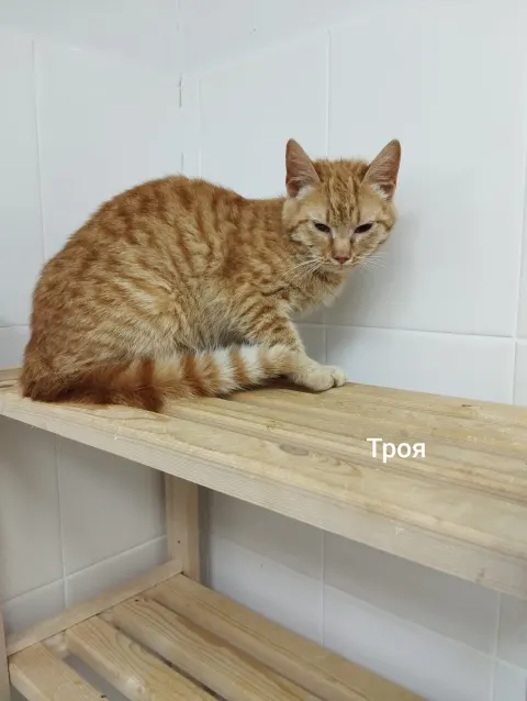 Троя — кошка, Москва