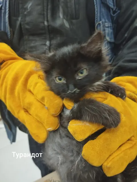 Турандот — кот 2 года, Москва
