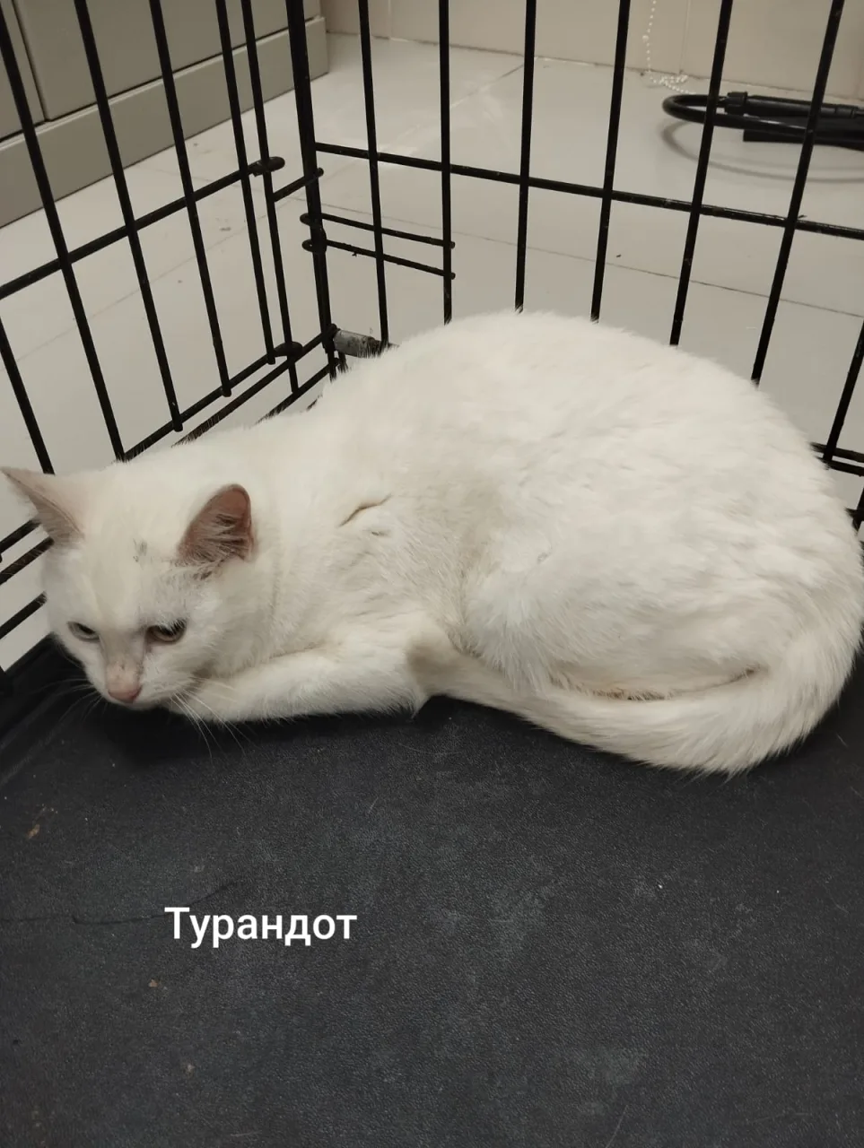 Кошка Турандот, кошка, Приют Малинки (Кожухово), Москва. Фото 1 из 1.