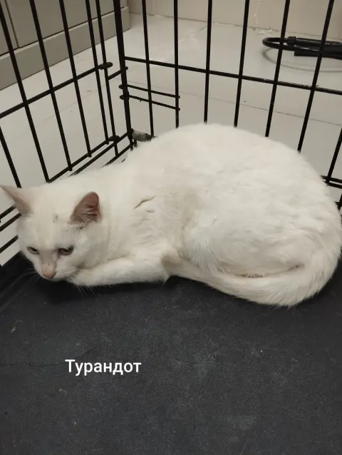 Турандот — кошка 1 год, Москва
