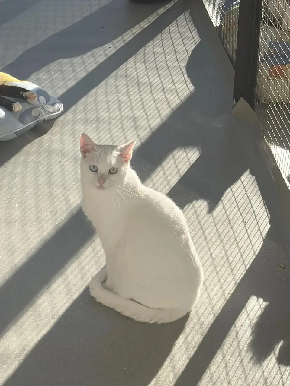 Кошка Турандот, кошка, Приют Малинки (Кожухово), Москва. Фото 1 из 1.