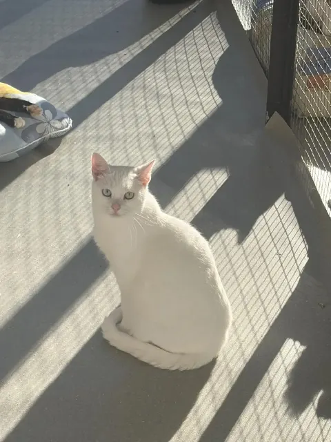 Турандот — кошка Около 1 года, Москва
