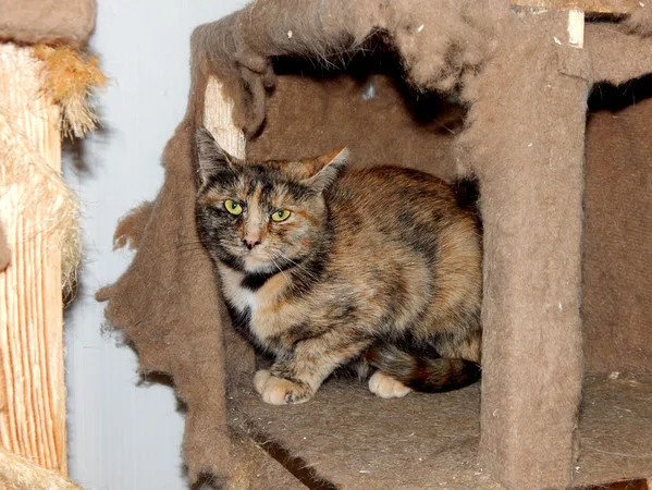 Кошка Тыковка, кошка, Приют Малинки (Кожухово), Москва. Фото 5 из 5.