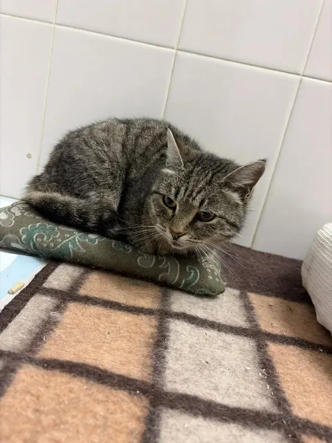 Тюря — кошка, Москва