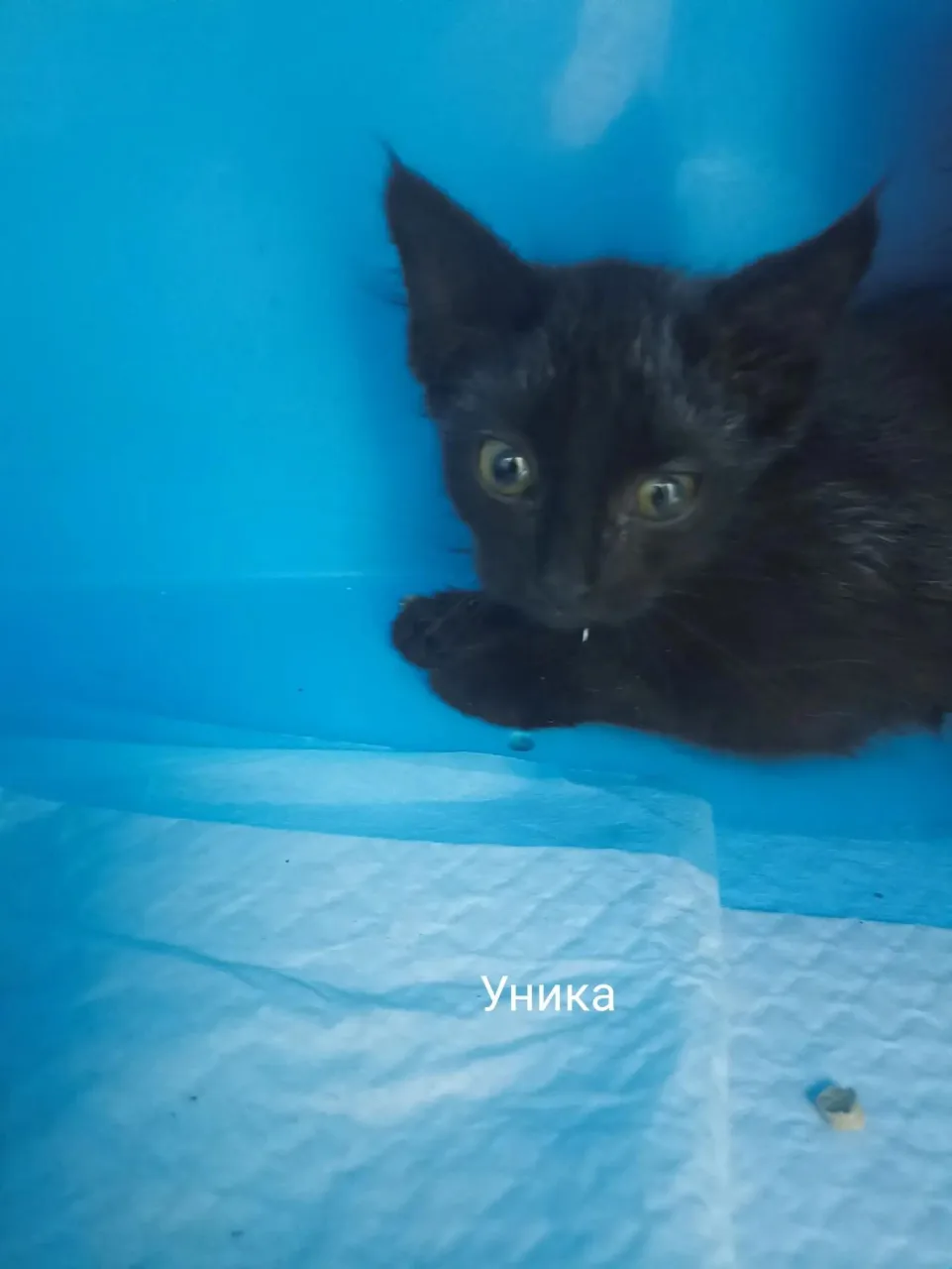 Кошка Уника, кошка, Приют Малинки (Кожухово), Москва. Фото 1 из 1.