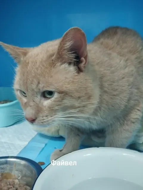 Файвел — кошка, Москва