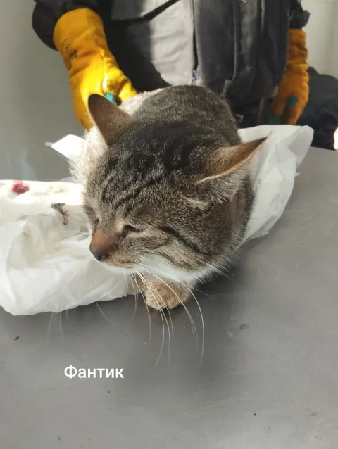 Фантик — кошка, Москва