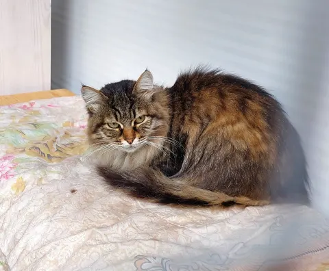 Фёкла — кошка Около 4 лет, Москва