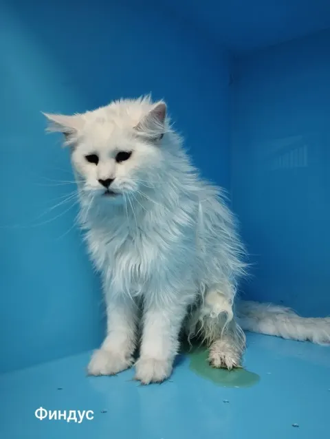 Финдус — кот 2 года, Москва