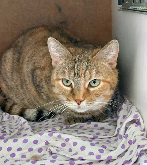Фишка — кошка Около 8 лет, Москва
