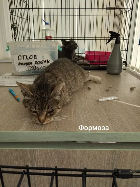 Формоза — кошка, Москва