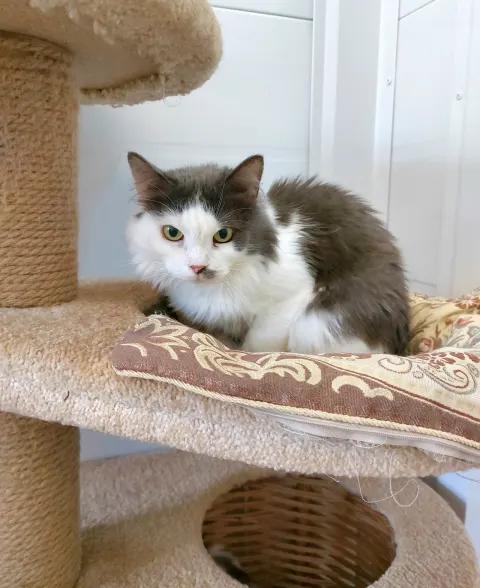 Комми — кошка Около 7 лет, Москва