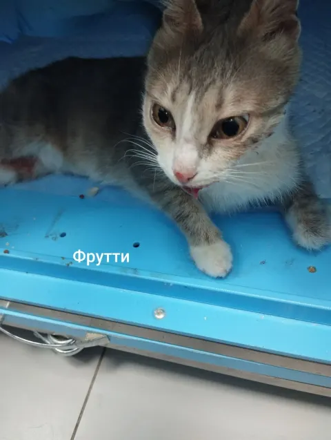 Фрукта — кошка, Москва