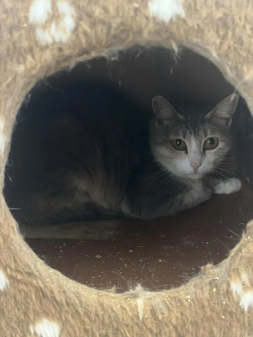 Кошка Фрукта, кошка, Приют Малинки (Кожухово), Москва. Фото 1 из 1.
