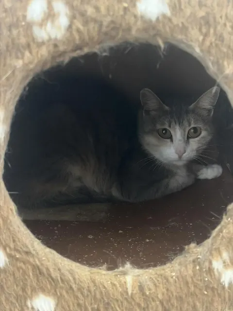 Фрукта — кошка Около 8 лет, Москва