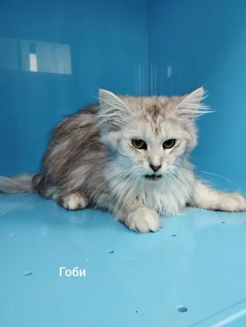 Фрутти — кошка 2 года, Москва