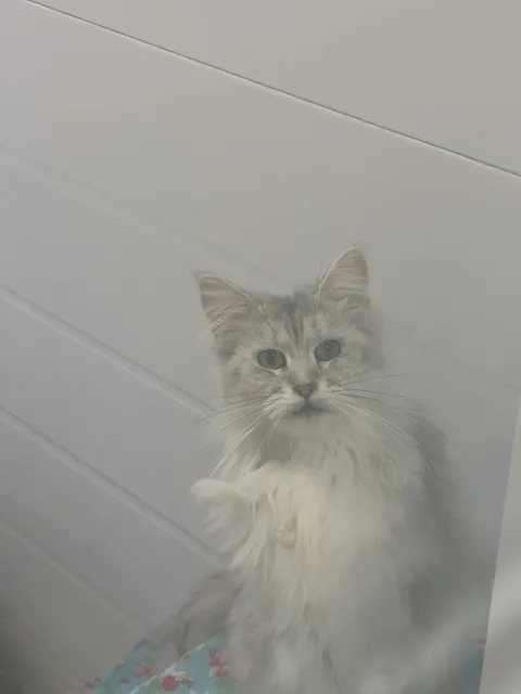 Фрутти — кошка Около 2 лет, Москва