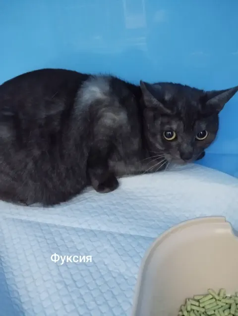 Фуксия — кошка, Москва