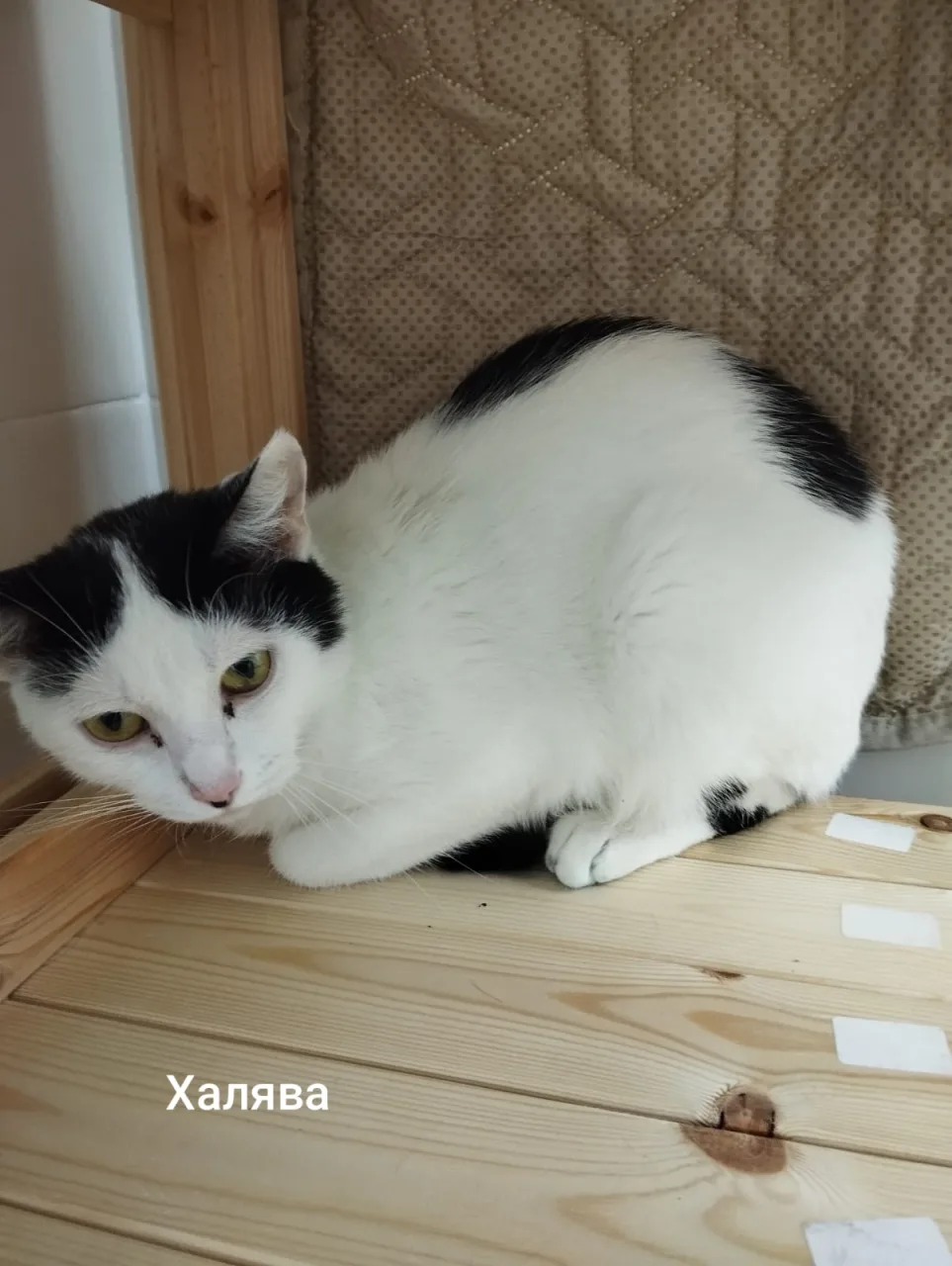 Кошка Халява, кошка, Приют Малинки (Кожухово), Москва. Фото 1 из 1.