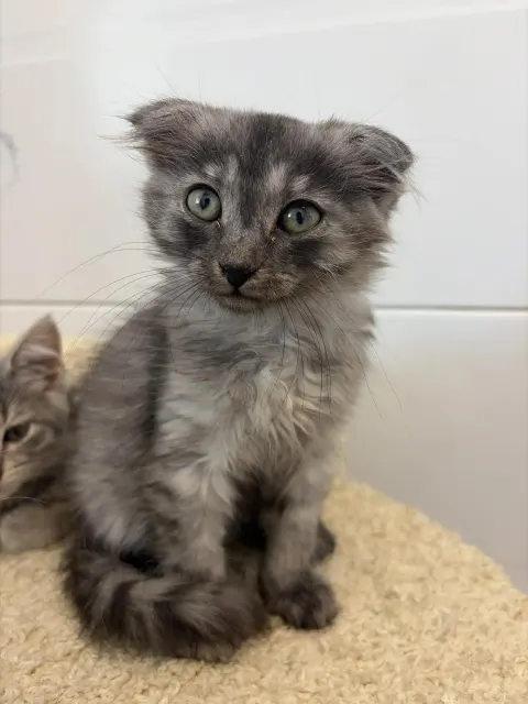 Хасия — кошка, Москва