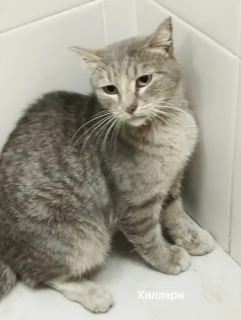 Хиллари — кошка, Москва