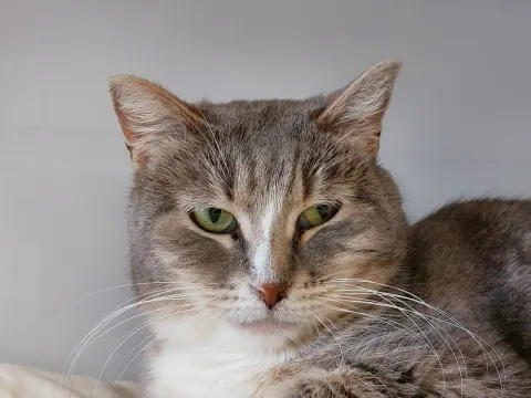 Хиллари — кошка Около 6 лет, Москва
