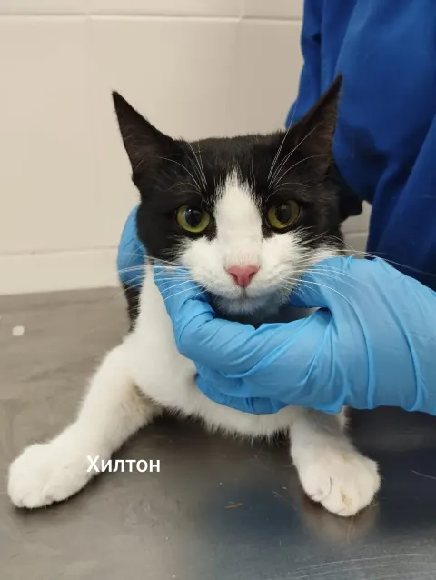 Хилтон — кошка, Москва