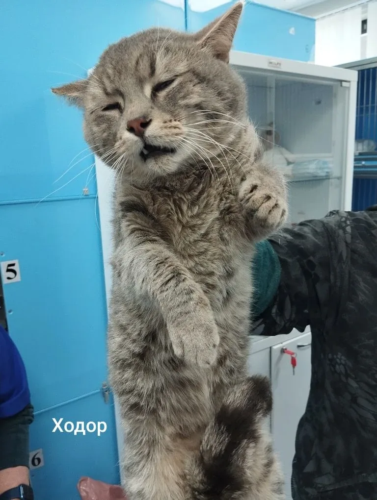 Кошка Ходор, кот, Приют Малинки (Кожухово), Москва. Фото 1 из 1.