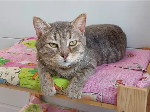 Ходор — кошка Около 6 лет, Москва