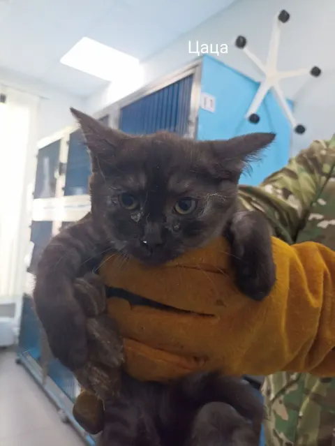 Цаца — кошка, Москва